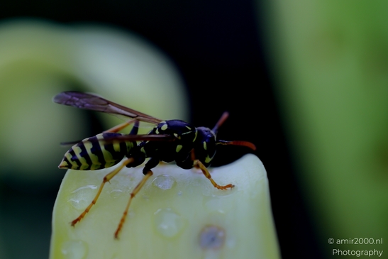 Wasp_on_Petal_Animal_Photography_Macro_Photography_Canon_EOS_R5_Mark_II_2025_001.JPG