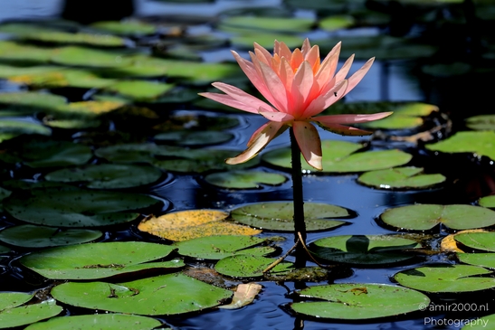 Water_lily_genus_Nymphaea_Flower_Photography_Macro_Photography_Canon_EOS_R5_Mark_II_2025_001.JPG