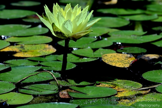 Water_lily_genus_Nymphaea_Flower_Photography_Macro_Photography_Canon_EOS_R5_Mark_II_2025_002.JPG