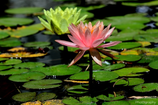 Water_lily_genus_Nymphaea_Flower_Photography_Macro_Photography_Canon_EOS_R5_Mark_II_2025_003.JPG