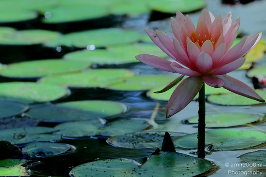 Water_lily_genus_Nymphaea_Flower_Photography_Macro_Photography_Canon_EOS_R5_Mark_II_2025_004.JPG