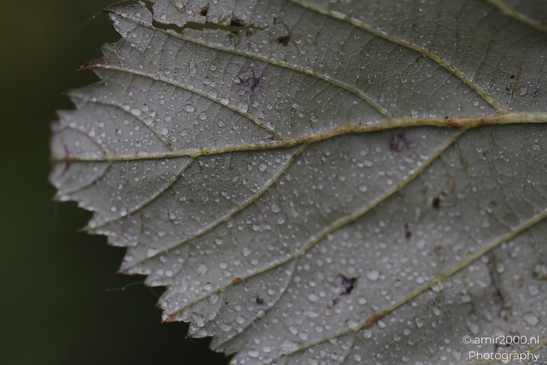 Wet_Leaf_With_Water_Droplets_On_Veins_And_Edges_Flower_Photography_macro_Photography_Canon_EOS_R5_Mark_II_2025_002.JPG