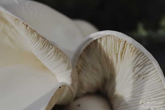 A detailed view of a large white mushroom with its characteristic fan-shaped cap showing - image from year 2025 #001