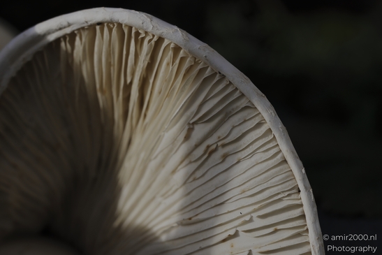 A detailed macro photograph of a white mushroom's underside and stem in natural surroundings. - image from year 2025 #002