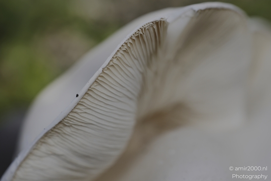 A leaf macro detail fills the frame in macro detail while close-range composition remains - image from year 2025 #003