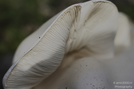 A closeup view of a white mushroom's gills and stem amongst leaf litter. - image from year 2025 #004