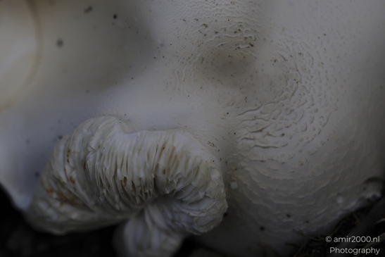 A detailed closeup of a white mushroom's textured surface and gills amidst leaf litter. - image from year 2025 #005