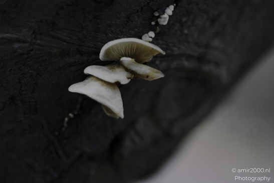 White_shelf_fungus_with_gills_on_dark_tree_trunk_Mycography_macro_Photography_Canon_EOS_R5_Mark_II_2025_001.JPG