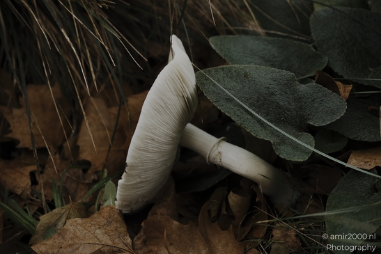 White_woodland_mushroom_gills_and_stem_in_leaf_litter_Mycography_macro_Photography_Canon_EOS_R5_Mark_II_2025_001.JPG