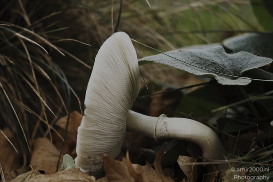White_woodland_mushroom_gills_and_stem_in_leaf_litter_Mycography_macro_Photography_Canon_EOS_R5_Mark_II_2025_005.JPG