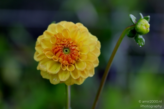 Yellow_Dahlia_Flower_In_Bloom_Flower_Photography_Macro_Photography_Canon_EOS_R5_Mark_II_2025_001.JPG