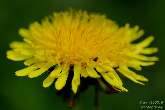 Yellow_Dandelion_Flower_Flower_Photography_Macro_Photography_Canon_EOS_R5_Mark_II_2025_001.JPG