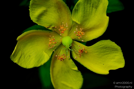 Yellow_St_John’s_Wort_Macro_Flower_Photography_Macro_Photography_Canon_EOS_R5_Mark_II_2025_001.JPG