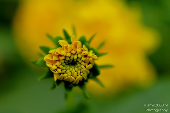 Yellow_aster_bud_with_opening_ray_florets_Flower_Photography_Macro_Photography_Canon_EOS_R5_Mark_II_2025_001.JPG