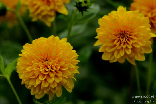 Yellow_dahlia_layered_petals_Flower_Photography_Macro_Photography_Canon_EOS_R5_Mark_II_2025_001.JPG