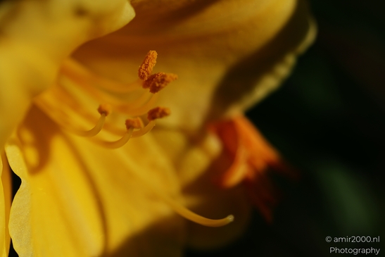 Yellow flower with orange stamens and pollen in Flower Photography. Close-up of a vibrant yellow - image from year 2025 #001