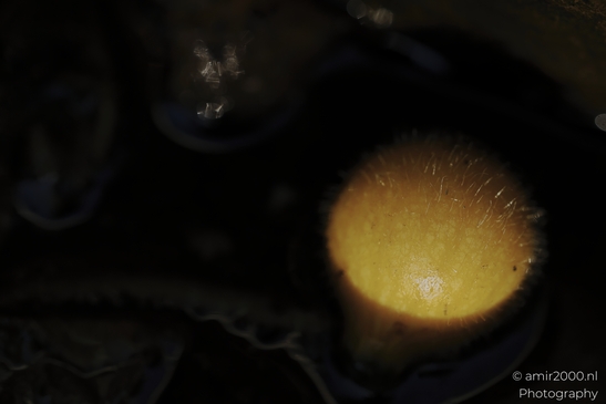 Yellow_fungus_sphere_with_fine_hairs_in_low_light_Mycography_macro_Photography_Canon_EOS_R5_Mark_II_2025_001.JPG