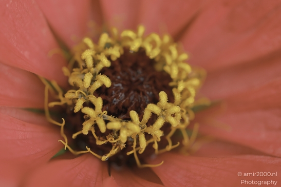 Vibrant zinnia flower in bloom, showcasing its striking red petals and curled yellow stamens - image from year 2025 #001