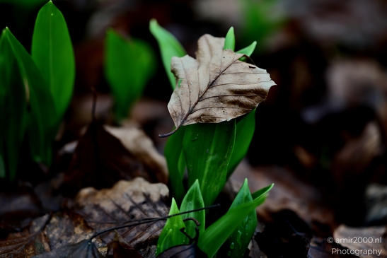 winter_scenery_in_the_park_Macro_Photography_Macro_Photography_Canon_EOS_R5_Mark_II_2025_001.JPG