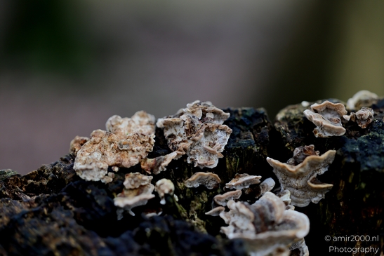 winter_scenery_in_the_park_Macro_Photography_Macro_Photography_Canon_EOS_R5_Mark_II_2025_002.JPG