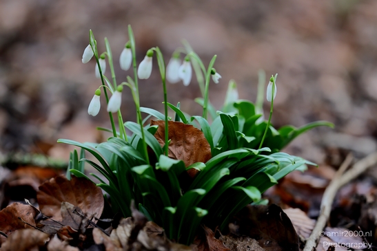 winter_scenery_in_the_park_Macro_Photography_Macro_Photography_Canon_EOS_R5_Mark_II_2025_003.JPG