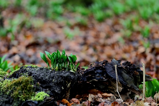 winter_scenery_in_the_park_Macro_Photography_Macro_Photography_Canon_EOS_R5_Mark_II_2025_004.JPG