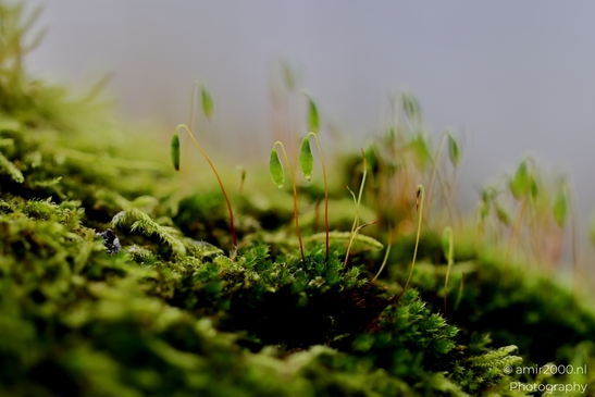 winter_scenery_in_the_park_Macro_Photography_Macro_Photography_Canon_EOS_R5_Mark_II_2025_005.JPG