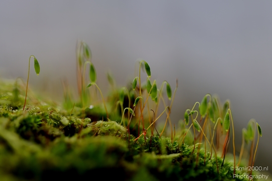 winter_scenery_in_the_park_Macro_Photography_Macro_Photography_Canon_EOS_R5_Mark_II_2025_006.JPG