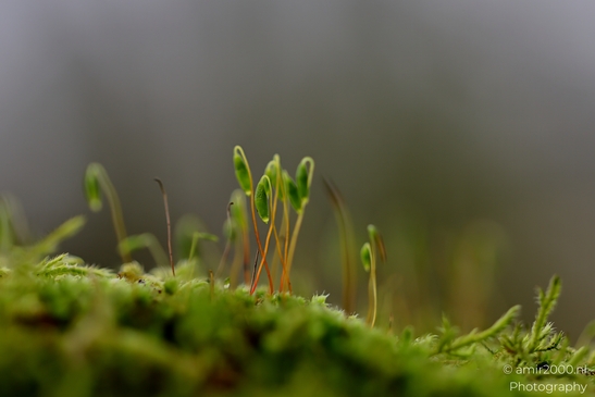 winter_scenery_in_the_park_Macro_Photography_Macro_Photography_Canon_EOS_R5_Mark_II_2025_007.JPG