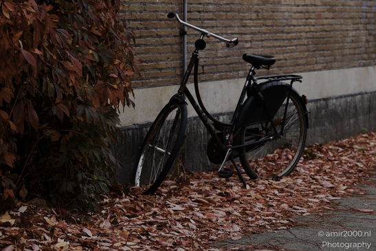 Autumnal_Bicycles_And_Fallen_Leaves_Urban_Setting_Amsterdam_Netherlands_miscellaneous_Photography_Canon_EOS_R5_Mark_II_2025_001.JPG