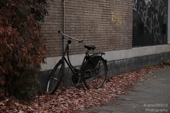 Autumnal_Bicycles_And_Fallen_Leaves_Urban_Setting_Amsterdam_Netherlands_miscellaneous_Photography_Canon_EOS_R5_Mark_II_2025_002.JPG