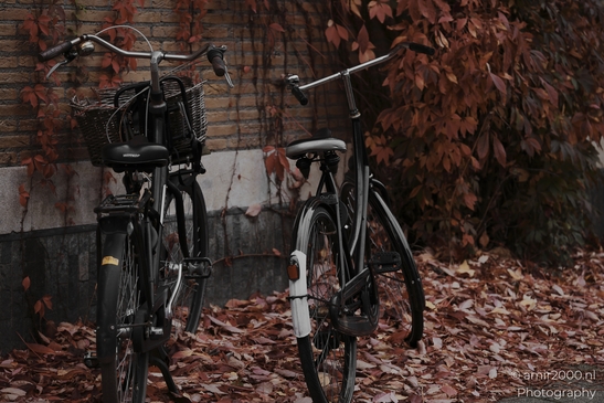 Autumnal_Bicycles_And_Fallen_Leaves_Urban_Setting_Amsterdam_Netherlands_miscellaneous_Photography_Canon_EOS_R5_Mark_II_2025_003.JPG