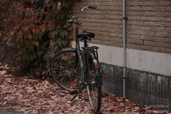 Autumnal_Bicycles_And_Fallen_Leaves_Urban_Setting_Amsterdam_Netherlands_miscellaneous_Photography_Canon_EOS_R5_Mark_II_2025_006.JPG