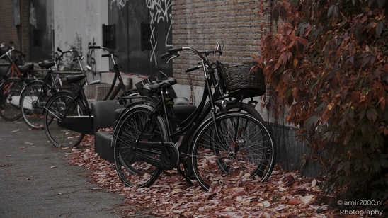 Autumnal_Bicycles_And_Fallen_Leaves_Urban_Setting_Amsterdam_Netherlands_miscellaneous_Photography_Canon_EOS_R5_Mark_II_2025_007.JPG