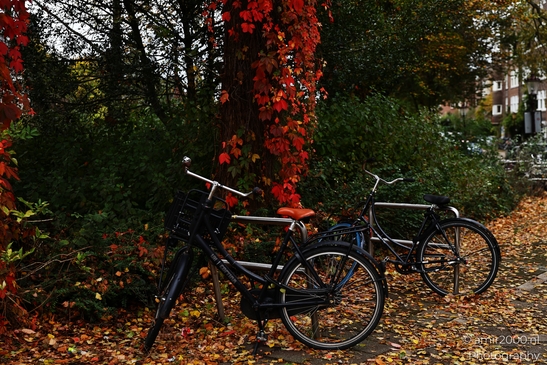 Bicycles_In_Autumn_Foliage_Urban_Exploration_Amsterdam_Netherlands_miscellaneous_Photography_Canon_EOS_R5_Mark_II_2025_001.JPG
