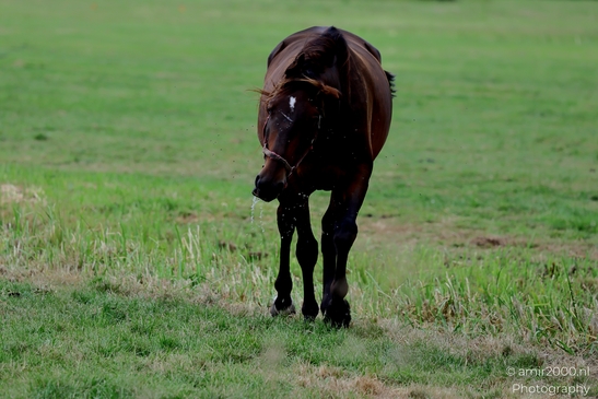 Adult_horse_portraits_in_pasture_Animal_Photography_Nature_Photography_Canon_EOS_R5_Mark_II_2025_002.JPG
