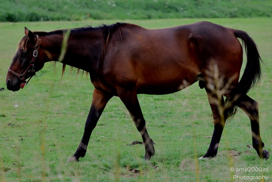 Adult_horse_portraits_in_pasture_Animal_Photography_Nature_Photography_Canon_EOS_R5_Mark_II_2025_003.JPG