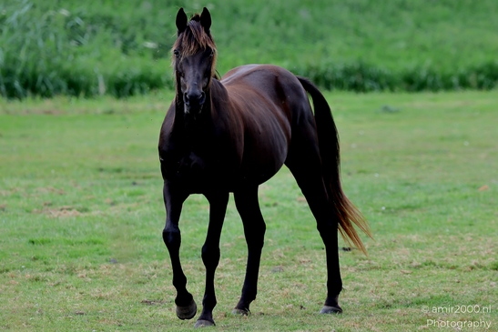 Adult_horse_portraits_in_pasture_Animal_Photography_Nature_Photography_Canon_EOS_R5_Mark_II_2025_004.JPG