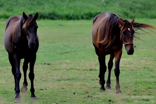 Adult_horses_together_in_pasture_Animal_Photography_Nature_Photography_Canon_EOS_R5_Mark_II_2025_002.JPG