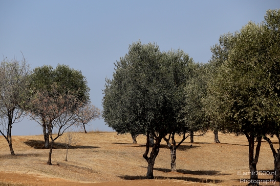 Ariel_Sharon_Park_summer_scenery_Tel_Aviv_jaffa_Israel_Nature_Photography_Canon_EOS_R5_Mark_II_2025_007.JPG