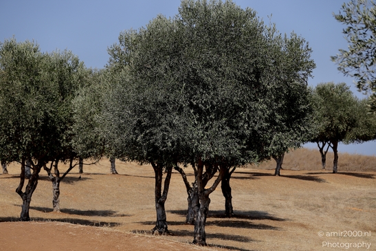 Ariel_Sharon_Park_summer_scenery_Tel_Aviv_jaffa_Israel_Nature_Photography_Canon_EOS_R5_Mark_II_2025_008.JPG