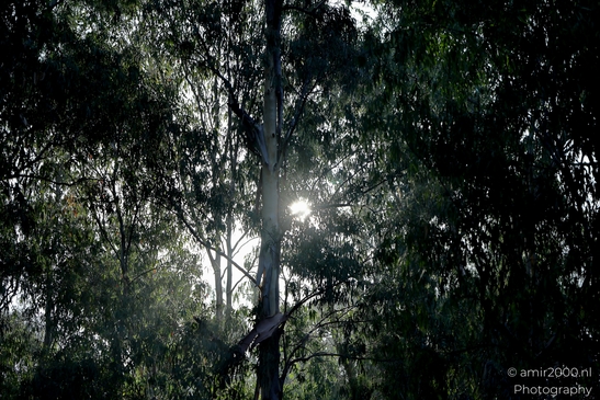 At_the_park_Leumi_Ramat_Gan_Israel_Nature_Photography_Canon_EOS_R5_Mark_II_2025_008.JPG