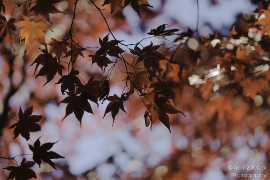 Autumn_Maple_Leaves_Silhouettes_In_Sunlight_Botany_Amsterdam_Netherlands_nature_Photography_Canon_EOS_R5_Mark_II_2025_002.JPG