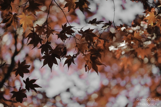 Autumn_Maple_Leaves_Silhouettes_In_Sunlight_Botany_Amsterdam_Netherlands_nature_Photography_Canon_EOS_R5_Mark_II_2025_004.JPG