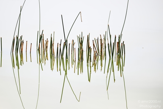 Reflections of reed plants in a tranquil body of still water near Tel Aviv Jaffa Israel. - image from year 2025 #002