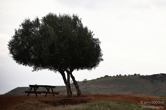 A solitary olive tree stands beside an empty wooden bench on reddish-brown soil near rolling - image from year 2025 #007