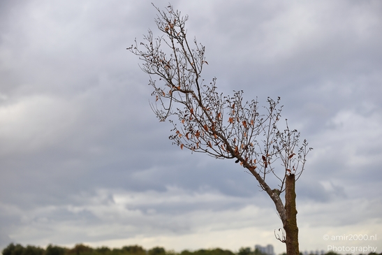 A solitary tree with sparse autumn foliage stands against a cloudy sky. - image from year 2025 #008