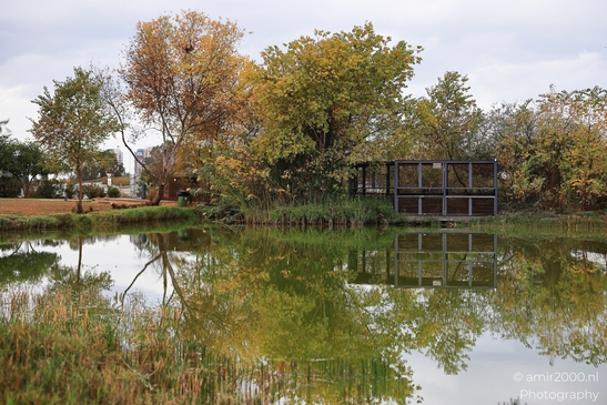 A tranquil autumnal scene in a Tel Aviv-Jaffa Israel park with reflections of trees and plants - image from year 2025 #009