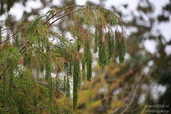 A close-up view of a tree branch with green needles and reddish-brown tips against an autumnal - image from year 2025 #010