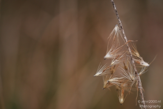 A solitary autumnal reed with delicate seeds against a blurred backdrop. - image from year 2025 #011